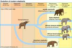 elephant evolution