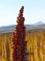 A healthful pseudograin