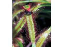 Cape sundew trap