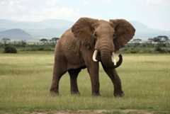 African elephant