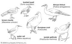 Body plans of some smaller gruiforms.