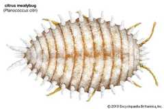 citrus mealybug (Planococcus citri)