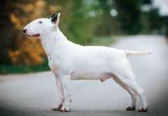 Bull Terrier.