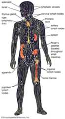 diagram of the human lymphatic system