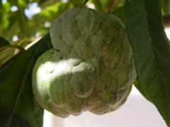 sweetsop