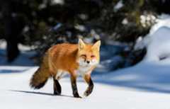 red fox (Vulpes vulpes)