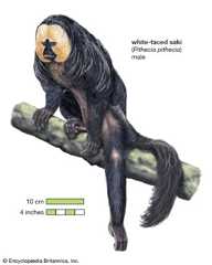 white-faced saki (Pithecia pithecia)