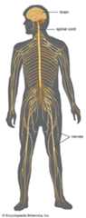 nervous system