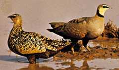Yellow-throated sandgrouse (Pterocles gutteralis)