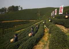 Hangzhou is famous for Longjing tea, which is regarded as one of the best in China ©Getty Images