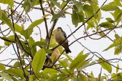  - Sharpe's Starling