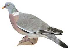 Common Wood-Pigeon