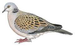 European Turtle-Dove