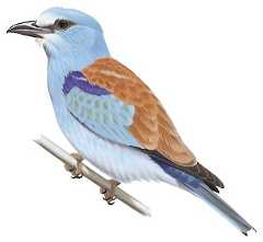 European Roller