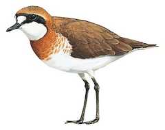 Siberian Sand-Plover