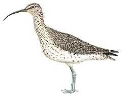 Eurasian Whimbrel