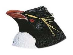 Eastern Rockhopper Penguin