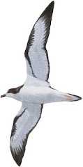 Hawaiian Petrel