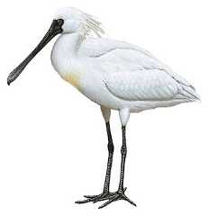Black-faced Spoonbill