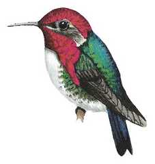 Bee Hummingbird