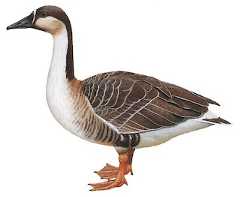 Swan Goose