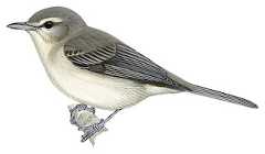 Western Warbling Vireo