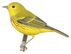 Northern Yellow Warbler
