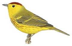 Mangrove Yellow Warbler
