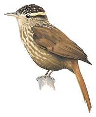 Sharp-billed Treehunter