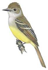 Salvadoran Flycatcher
