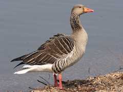  - Graylag Goose