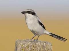  - Loggerhead Shrike