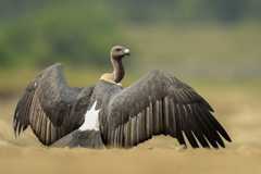 White-rumped Vulture
