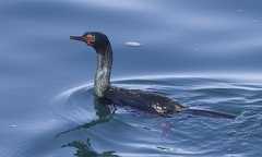  - Pelagic Cormorant