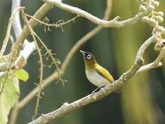  - Seram White-eye