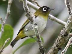  - Seram White-eye