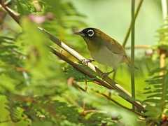  - Seram White-eye