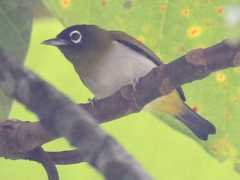  - Seram White-eye