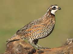  - Northern Bobwhite