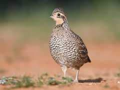  - Northern Bobwhite