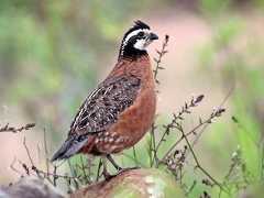  - Northern Bobwhite