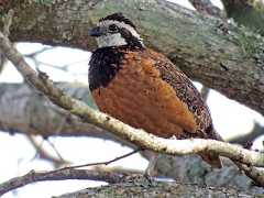  - Northern Bobwhite (pectoralis Group)