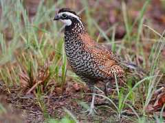  - Northern Bobwhite