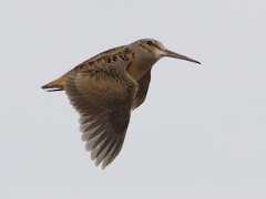  - American Woodcock