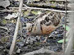  - American Woodcock