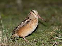  - American Woodcock