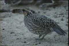  - Northern Bobwhite (Eastern)