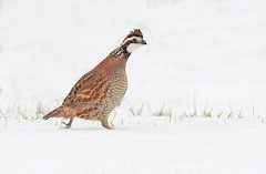  - Northern Bobwhite