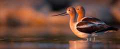 American Avocet