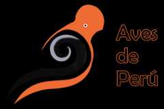 Aves de Perú